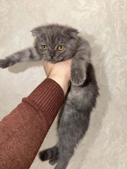 Скоттиш Фолд     .