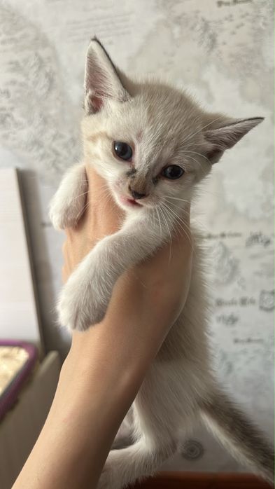 Котенки.        .