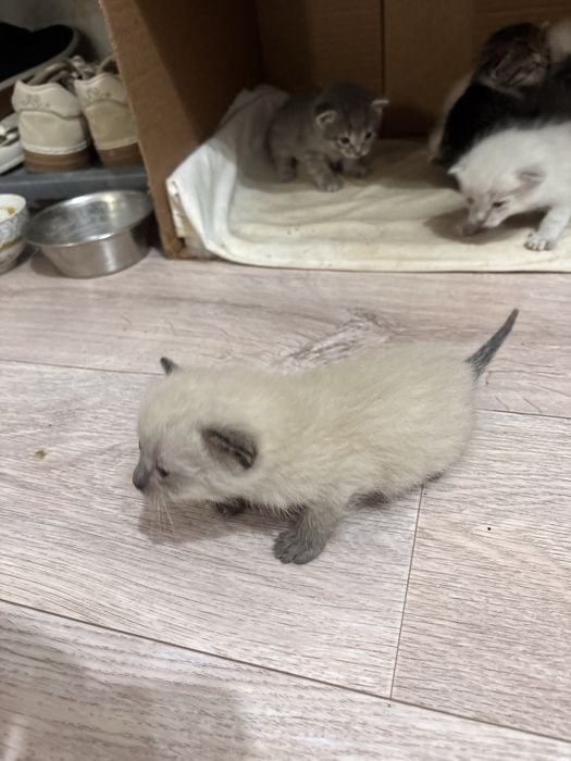 Котенок 3 девочек 3 мальчика