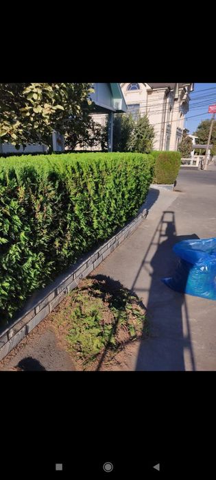 Archa kesish dorilash xizmati