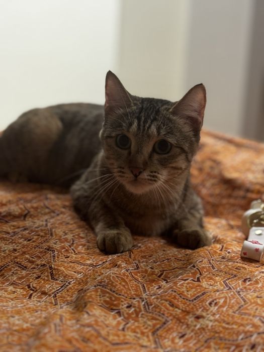 Кошка домашняя в добрые