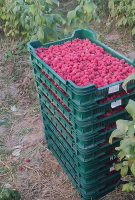 Продам   саженцы   малины  красной