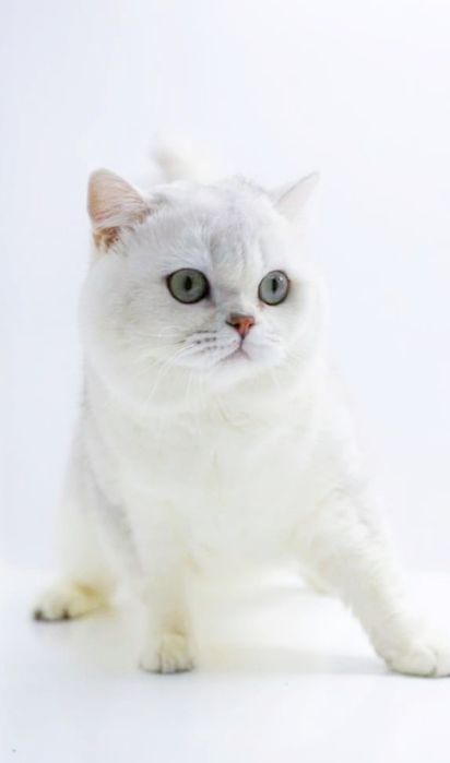 Очаровательные КотЯтА