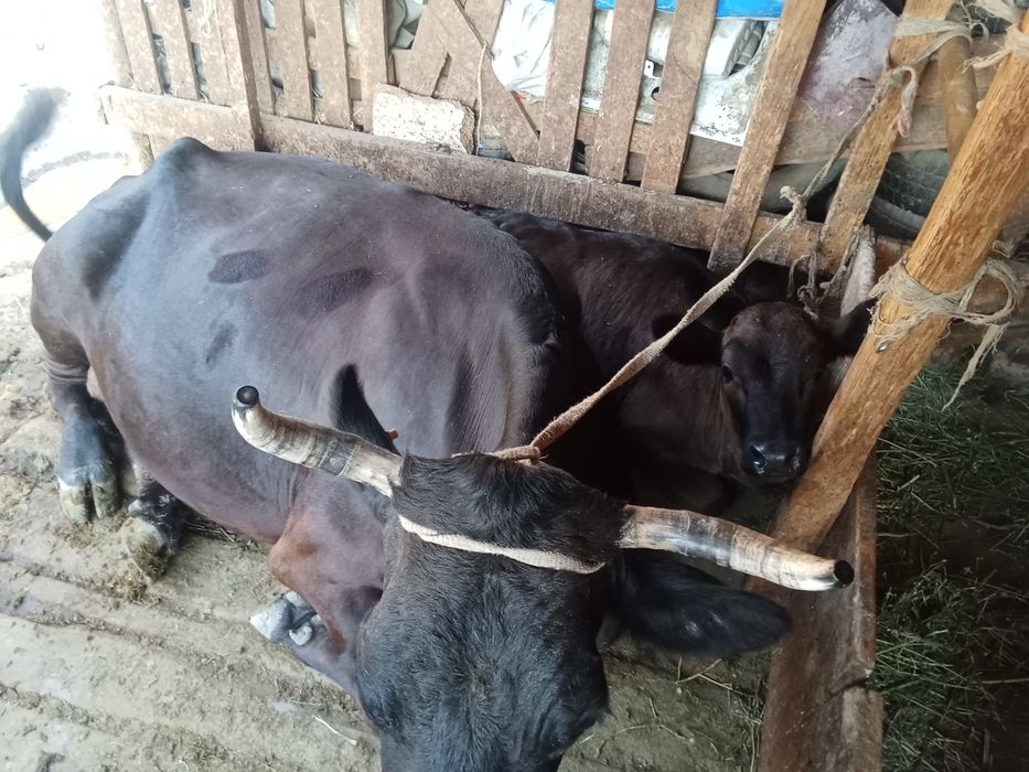 Продам корову с телёнком