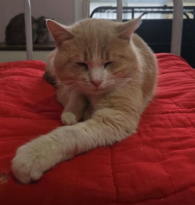 Котик срочно ищет дом