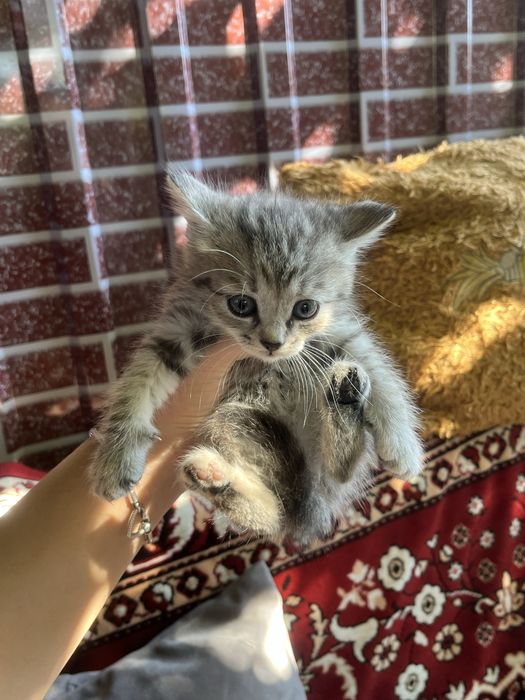 Котятя в добрые руки бесплатно