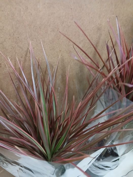 Драцена новое поступление