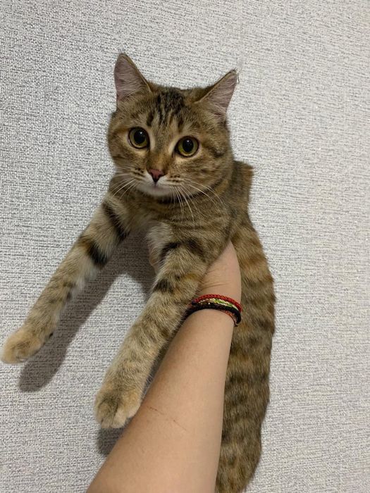 Отдам котенка в добрые руки