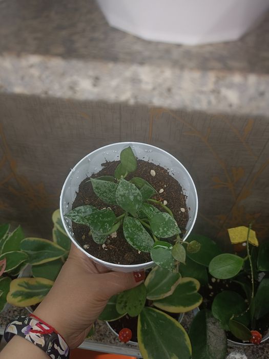 Цветок Хойя , асал томчи гул