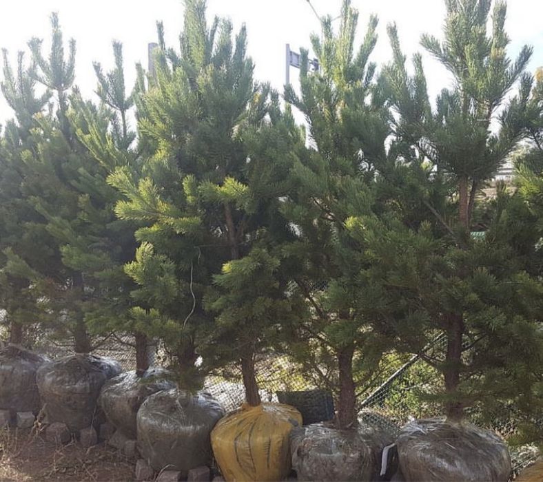 Сосна обыкновенная