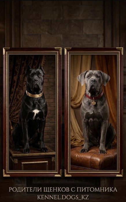 Щенки кане корсо