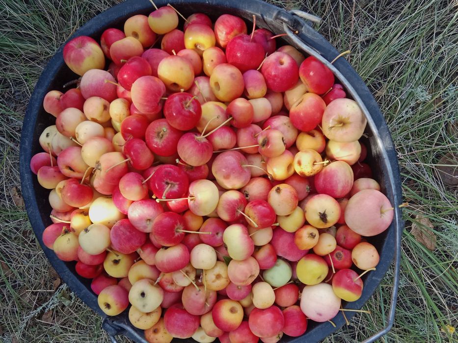 Продам домашние ранетки для компота