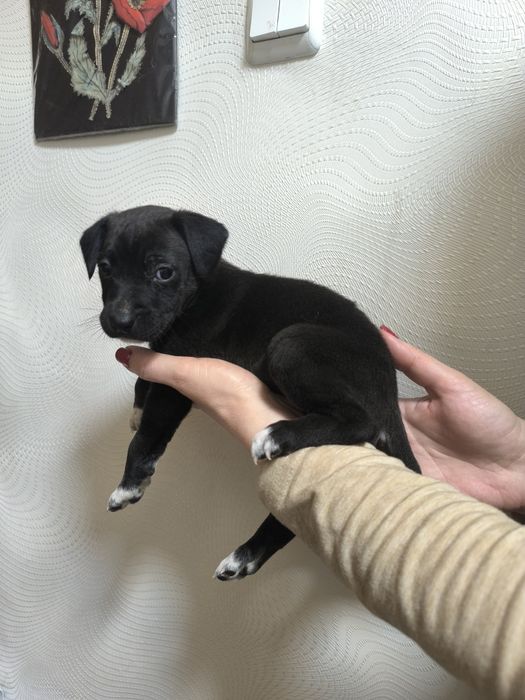 Отдам щенков бесплатно