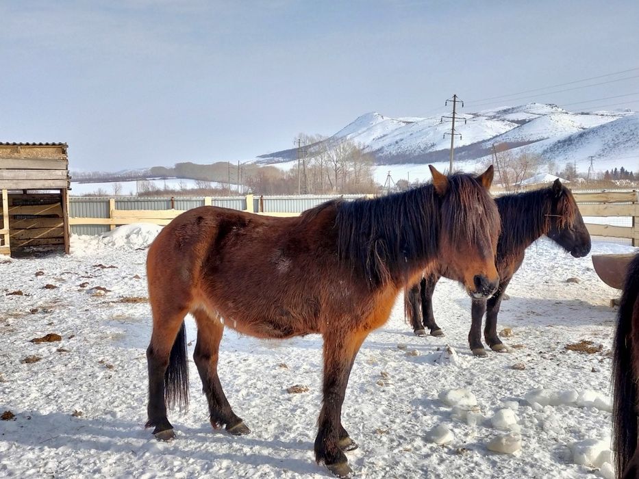 Кобылы с откорма 5-6 летки