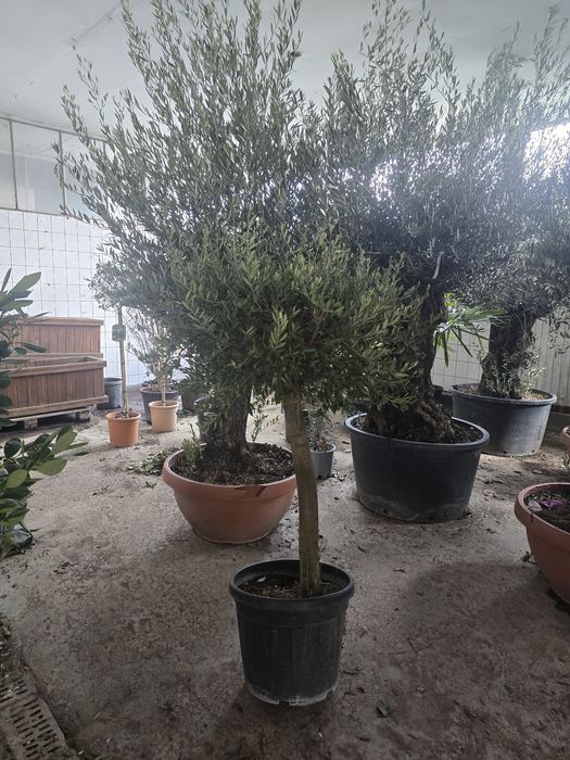 Magnolia mesteacăn alb 3m 6m