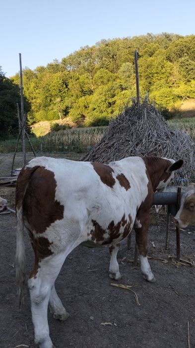 De vânzare patru viței