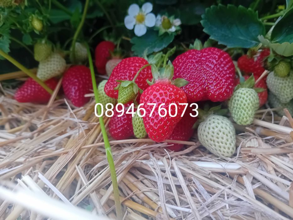 Продавам разсат ягоди