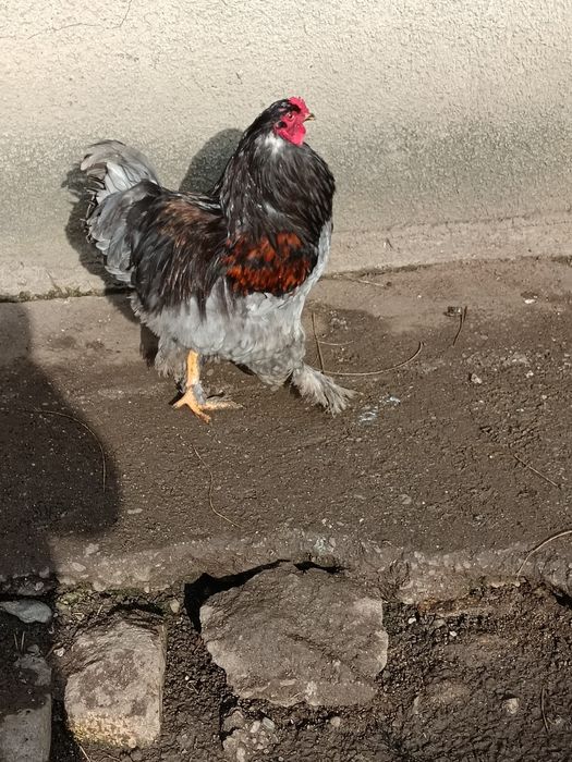 Cocoși Tineri De Ținut Sau Tăiat