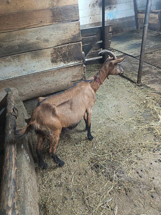 Vând capra alpina franceza cu iada