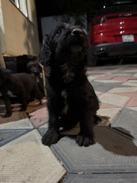 Немецкий дратхаар 1 месяц