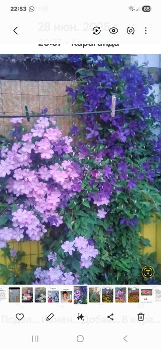 Цветы садовые многолетние