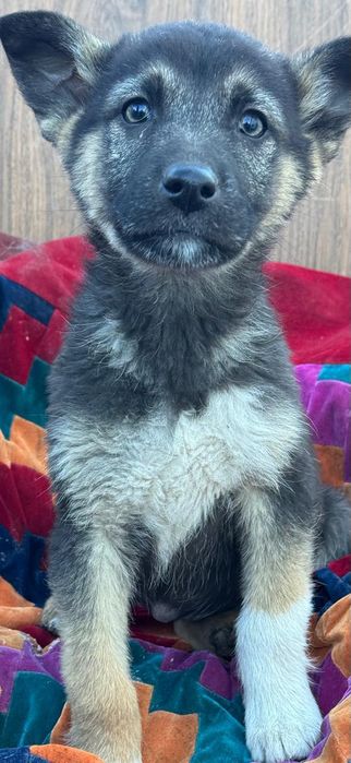 Отдам хвостиков в добрые руки