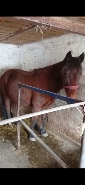 7 жасар жуан буаз бие сатам. 680 мың