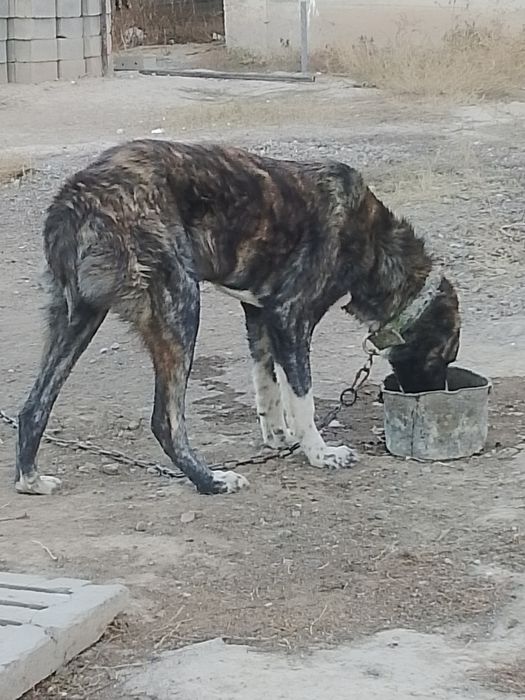 Алабай щенок 9 мес