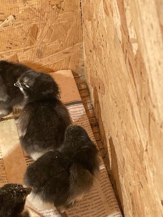 Суточные цыплята австролорп