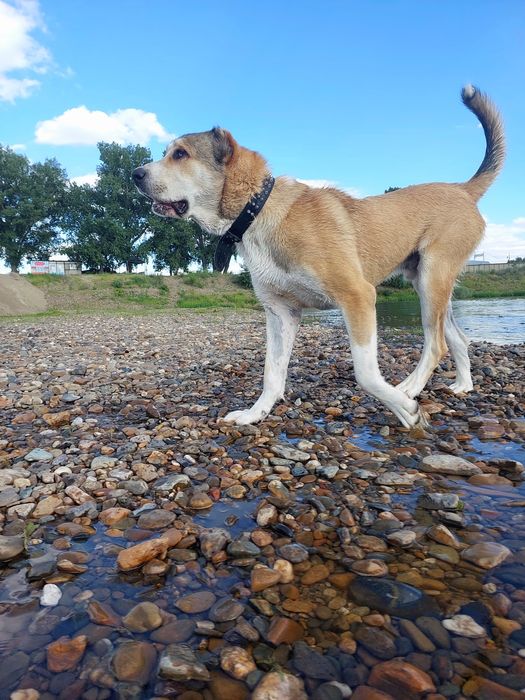 Молодой алабай для вязки