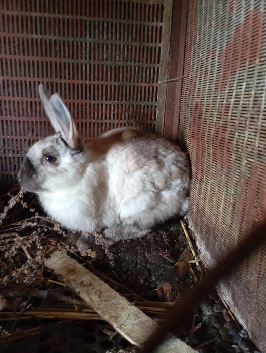 Продам молодых кролов