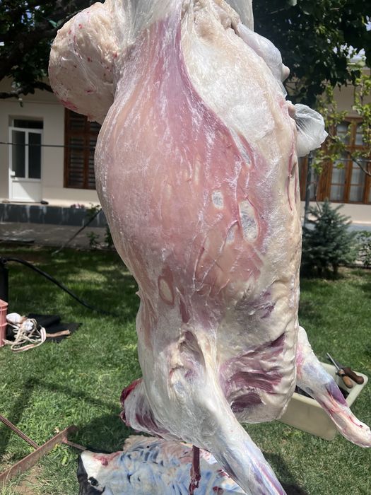 Qoy soyib berish xizmati