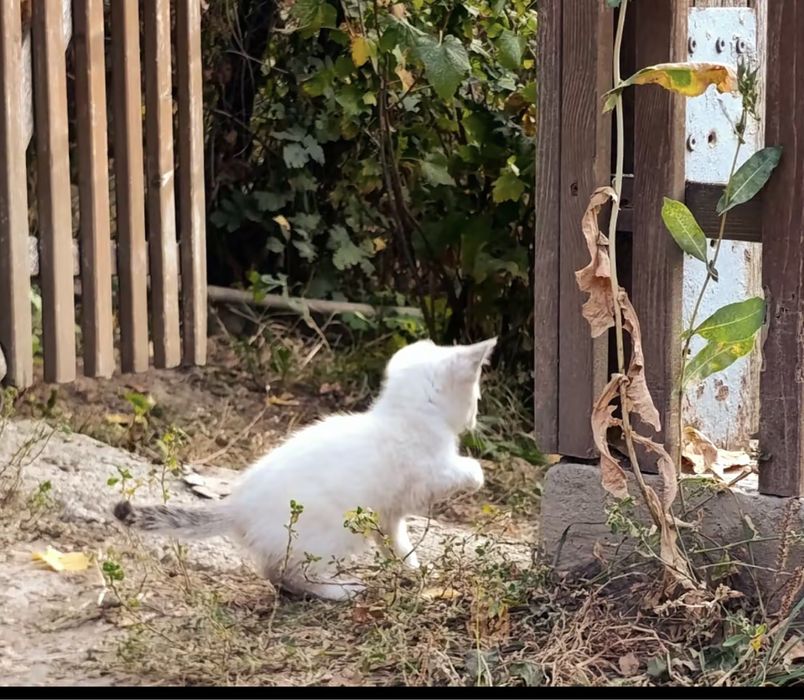 Котята ищят свой дом!