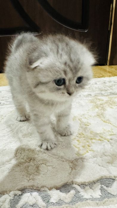 Скотиш фолд  Британский