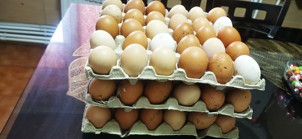 De vânzare ouă proaspete de țară bio