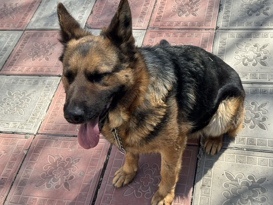 Немецкая овчарка