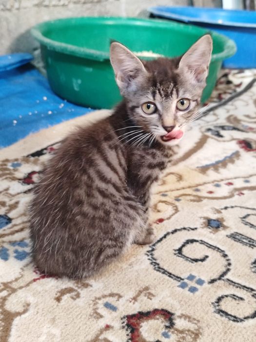 Котята в добрые руки (бесплатно)