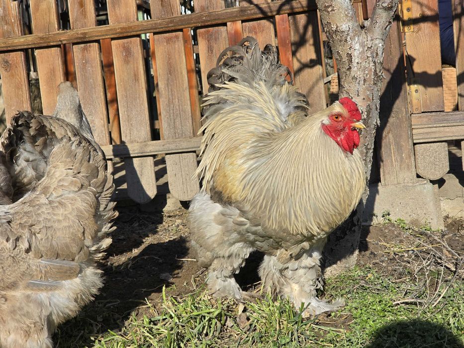 Продавам разплодни яйца от Брама Изабела [Brahma Isabella]