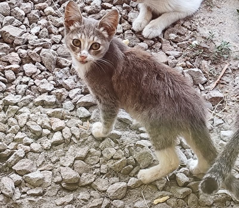 Котята (девочка и мальчик)