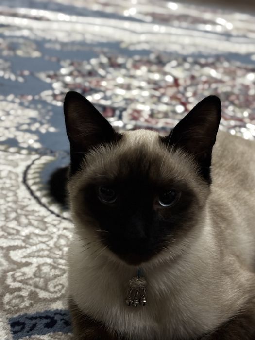 продается Сиамская кошка