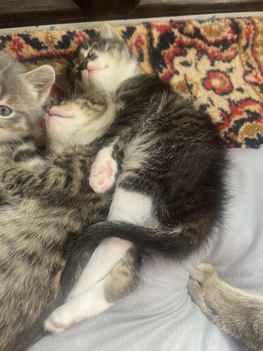 Милые котята ищут дом