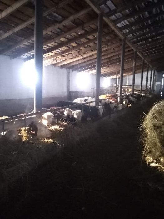 крестьянское хозяйство