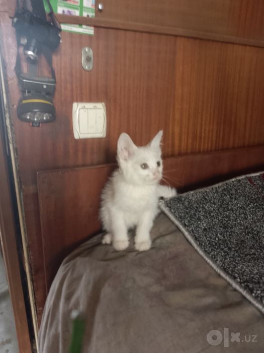 Котята, порода Турецкий вамп.