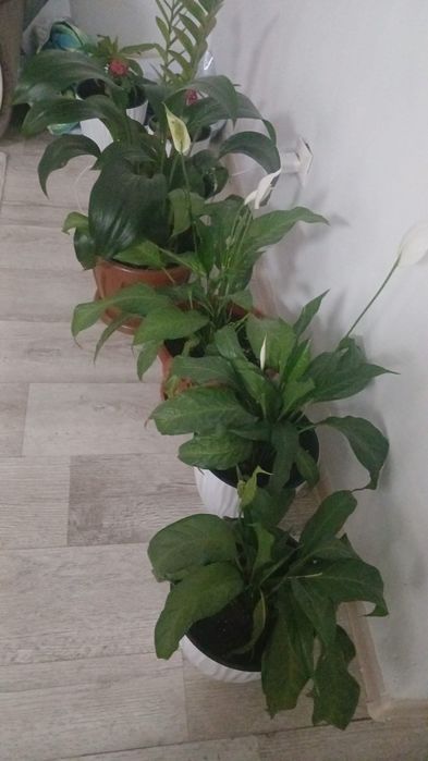 Продам цветы домашние