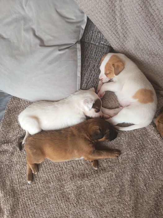 Donez catelusi 2 baieti si 1 fetita