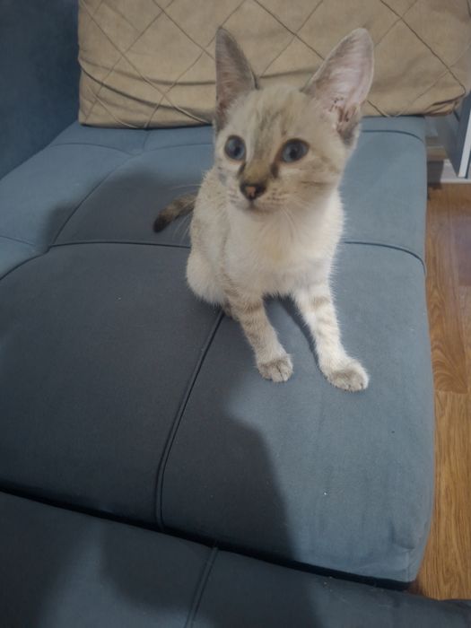 Отдам котёнка девочка
