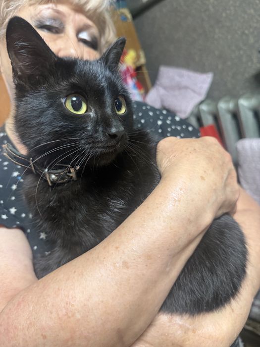 Отдам кота 7 месяцев