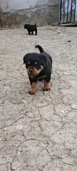 Pui de  rottweiler