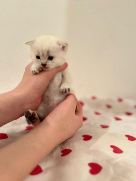 Шотландские котята