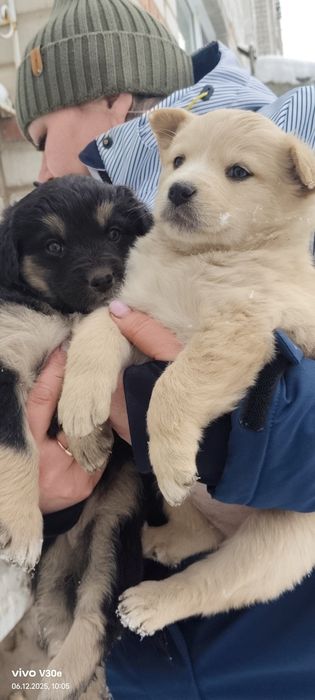 Пристраиваются щенки в добрые руки!